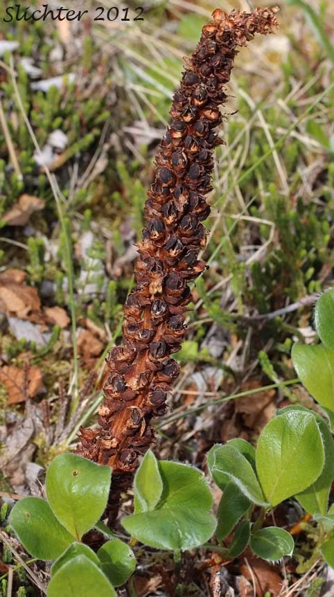 Boschniakia rossica có chiều cao khiêm tốn. Khi trưởng thành, cây đạt chiều cao khoảng 50 cm và có hình dạng giống như chổi lông gà. Ảnh: science.halleyhosting.com.