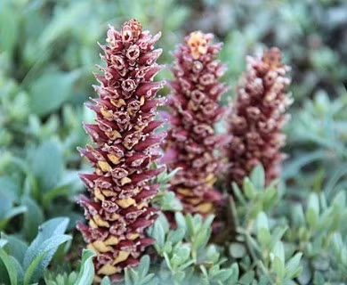 Về sau, các chuyên gia phát hiện đó là một loại thảo dược quý có công dụng giúp giảm triệu chứng đau lưng, đau chân, tăng cường sức khỏe cơ bắp... Ảnh: wildflowersearch.org.