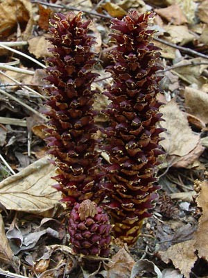 Thân cây thẳng đứng, không phân nhánh trong khi cụm hoa màu tím hoặc vàng tươi ở trên cùng và nhiều hạt nhỏ màu nâu sẫm. Chúng thường ký sinh trên các cây thuộc loài ngải cứu. Ảnh: alaskawildflowers.us.