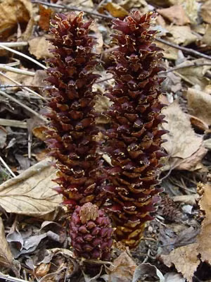 Thân cây thẳng đứng, không phân nhánh trong khi cụm hoa màu tím hoặc vàng tươi ở trên cùng và nhiều hạt nhỏ màu nâu sẫm. Chúng thường ký sinh trên các cây thuộc loài ngải cứu. Ảnh: alaskawildflowers.us.