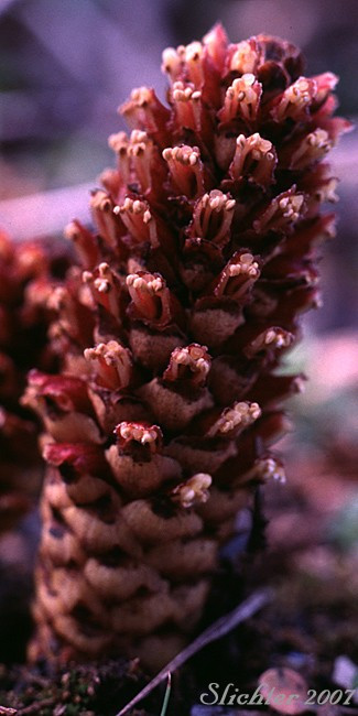 Với sức sống mãnh liệt, cây Boschniakia rossica phân bố tại nhiều nơi trên thế giới, bao gồm khu vực châu Á. Tại Trung Quốc, loài cây này còn được gọi là “Cao Cong Rong”. Ảnh: science.halleyhosting.com.