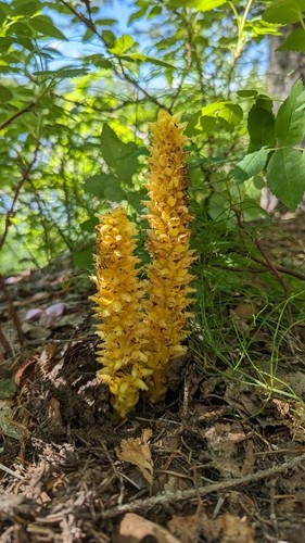 Vì không chứa diệp lục nên cây Boschniakia rossica phải ký sinh trên rễ của các loài cây khác để hấp thụ chất dinh dưỡng. Chúng mọc tại các khu rừng mưa, khe núi, sườn đồi, cồn cát. Ảnh: (c) wetlandwanderer.