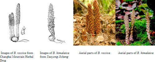 Do khó có thể tìm được số lượng cây Boschniakia rossica trong tự nhiên với số lượng lớn nên những năm gần đây, người ta trồng chúng với quy mô lớn khi được bán với giá khoảng 3.200 Nhân dân tệ/kg (tương đương 11,2 triệu đồng/kg). Ảnh: sciencedirect.