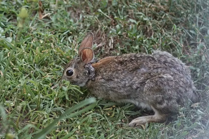 Hầu hết thỏ đều có thể sống sót sau khi nhiễm virus u nhú Shope (CRPV) và các khối u có thể tự biến mất. Ảnh: Flickr/Andrew Iverson.