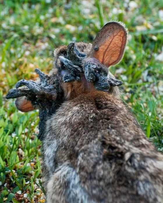 Các khối u trông giống như sừng hoặc xúc tu xuất hiện trên mặt hoặc đầu thỏ. Đôi khi, những khối u còn mọc ở gần mắt hay miệng dẫn đến cản trở tầm nhìn, ăn uống của những con thỏ. Ảnh: Education Images / Universal Images Group via Getty Images.