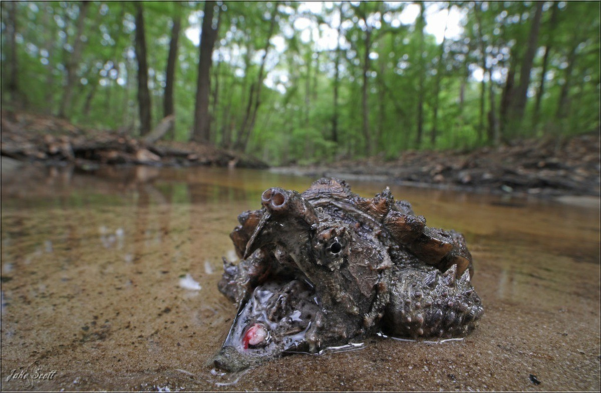 Rùa cá sấu là loài đang bị đe dọa, theo phân loại của Tổ chức bảo tồn thiên nhiên quốc tế. Công ước quốc tế về bảo vệ động vật hoang dã yêu cầu các nước phối hợp kiểm soát việc xuất nhập khẩu loài rùa này vì mục đích thương mại. Ảnh: GETTY IMAGES.