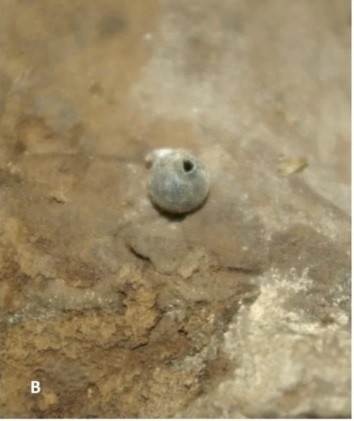 Đồng thời, nhóm nghiên cứu tìm thấy dấu vết của kẽm clorua và một số nguyên tố khác. Họ cho rằng những thứ này đã giúp bảo quản xác ướp của linh mục Franz ở trạng thái khô tự nhiên và gần như nguyên vẹn theo thời gian. Ảnh: Andreas Nerlich.