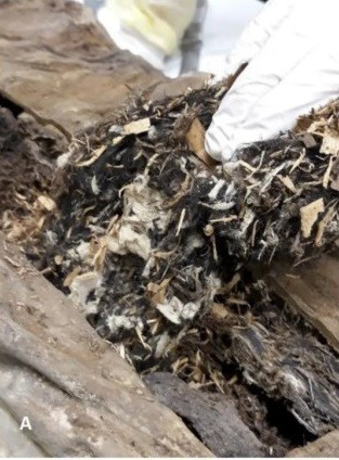 Sau khi qua đời, linh mục Franz được ướp xác bằng phương pháp đặc biệt, chưa từng ghi nhận trước đây. Nhóm chuyên gia phát hiện khoang chậu và bụng xác ướp chứa đầy vật liệu như vụn gỗ từ cây linh sam và vân sam, vải lanh, vải gai dầu. Ảnh: Andreas Nerlich.