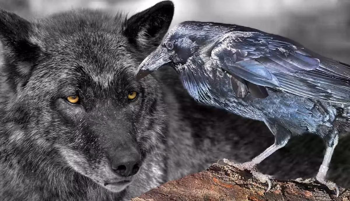 Trong thế giới tự nhiên, sói và quạ là những loài động vật có sự hợp tác ăn ý vì lợi ích chung. Chúng đã phối hợp với nhau khi đi săn và đạt được hiệu quả cao. Ảnh: petmojo.com.