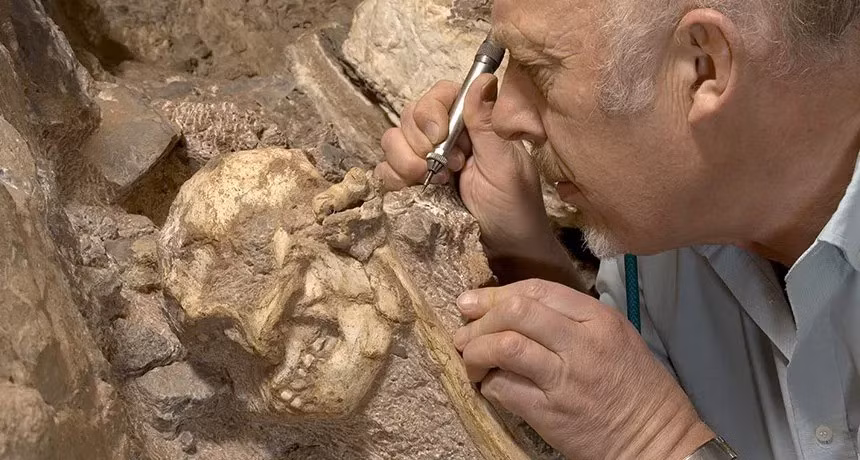 Sự khác biệt then chốt nằm ở ba điểm dị biệt lớn trên phần sau hộp sọ của Little Foot. Cụ thể, bộ xương hóa thạch này sở hữu một "mào dọc" (sagittal crest) - gờ xương chạy dọc đỉnh đầu - tương đồng với con đực của các loài linh trưởng lớn như khỉ đột. Ảnh: University of the Witwatersrand.