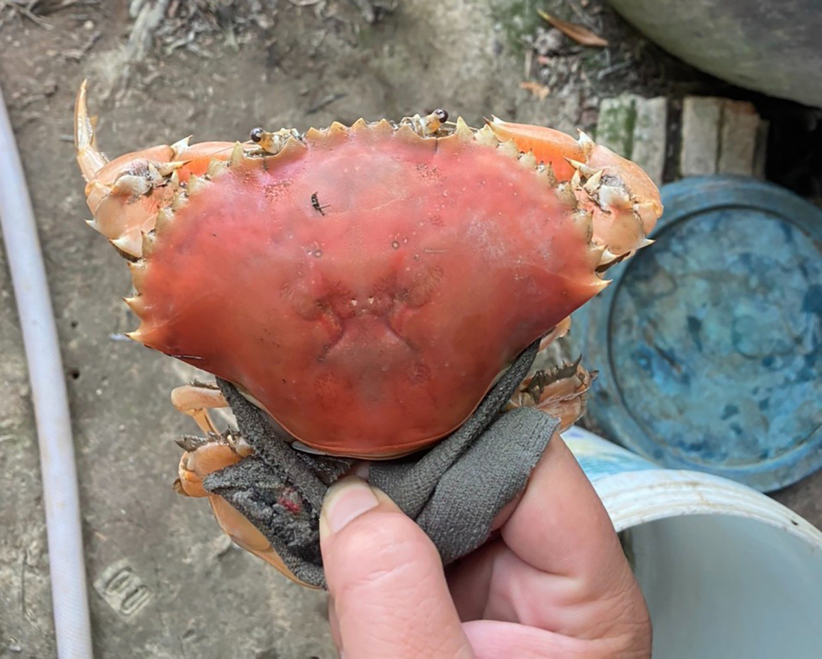 Ngày 24/12/2023, anh Lường Văn Mác (24 tuổi, ngụ xã Hưng Mỹ, huyện Cái Nước, tỉnh Cà Mau) cho biết đang nuôi con cua có màu sắc độc, lạ. Con cua cái màu cam, trọng lượng gần 400g. Ảnh: Vietnamnet.