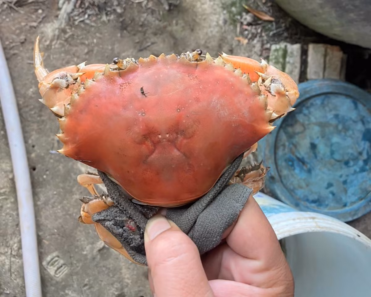 Ngày 24/12/2023, anh Lường Văn Mác (24 tuổi, ngụ xã Hưng Mỹ, huyện Cái Nước, tỉnh Cà Mau) cho biết đang nuôi con cua có màu sắc độc, lạ. Con cua cái màu cam, trọng lượng gần 400g. Ảnh: Vietnamnet.