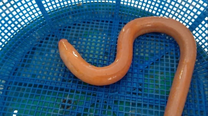 Anh Toàn cho biết đã đi bắt lươn nhiều năm nhưng đây là lần đầu tiên anh bắt được con lươn có màu sắc lạ như thế. Không chỉ có cơ thể màu vàng nổi bật, mắt và mỏ của nó có màu đỏ, trên mình cũng có những gân đỏ. Con vật nặng gần 50g. Ảnh: Thanh Nghĩa/nongnghiepmoitruong.