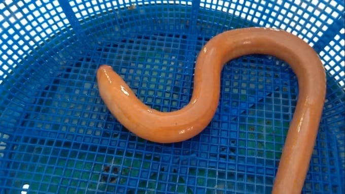 Anh Toàn cho biết đã đi bắt lươn nhiều năm nhưng đây là lần đầu tiên anh bắt được con lươn có màu sắc lạ như thế. Không chỉ có cơ thể màu vàng nổi bật, mắt và mỏ của nó có màu đỏ, trên mình cũng có những gân đỏ. Con vật nặng gần 50g. Ảnh: Thanh Nghĩa/nongnghiepmoitruong.