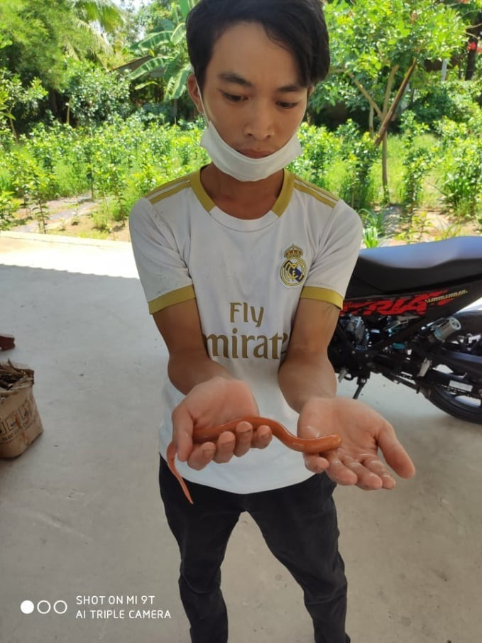Vào sáng ngày 2/6/2021, anh Nguyễn Hữu Toàn, 26 tuổi, ngụ ấp Khánh Nhơn, xã Tân Khánh Trung, huyện Lấp Vò (Đồng Tháp) bắt được một con lươn có màu vàng óng ánh, hiếm gặp khi đi đào hang bắt lươn dưới sông trước nhà. Ảnh: Thanh Nghĩa/nongnghiepmoitruong.