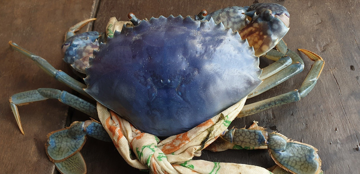 Ông Trần Văn Đức chia sẻ đã có hơn 20 năm sống bằng nghề đặt lú, bắt được hàng ngàn con cua nhưng chưa bao giờ thấy con cua có màu xanh tím khác thường như vậy. Con vật nặng khoảng 300g và là cá thể đực. Ảnh: Vietnamnet.