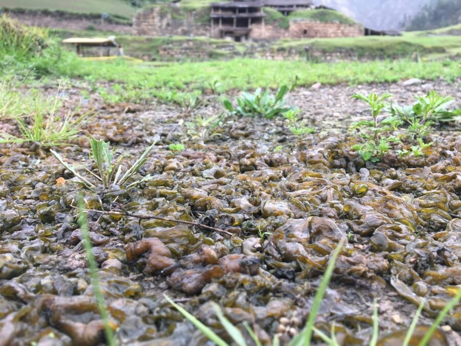 Theo chia sẻ của bà Crouch, sau khi "cơn mưa thịt" kết thúc, bà đã đi kiểm tra và nhận thấy hầu hết miếng thịt có kích thước tương đương nhau. Miếng thịt lớn nhất dài bằng bàn tay của bà. Ảnh: Carlo Brescia/Wikimedia Commons.