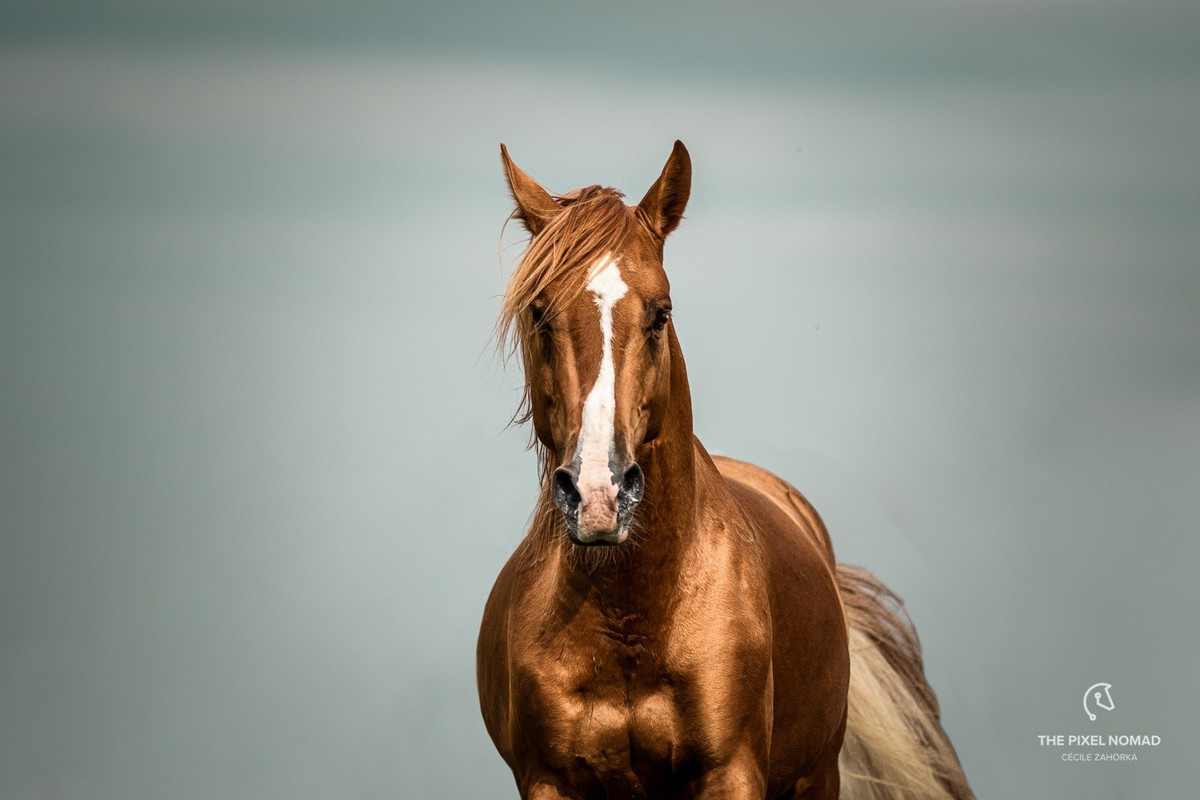 Đất nước Azerbaijan nổi tiếng với giống ngựa Karabakh. Đây là một trong những giống ngựa lâu đời ở Azerbaijan cũng như châu Á. Ảnh: thepixelnomad.com.