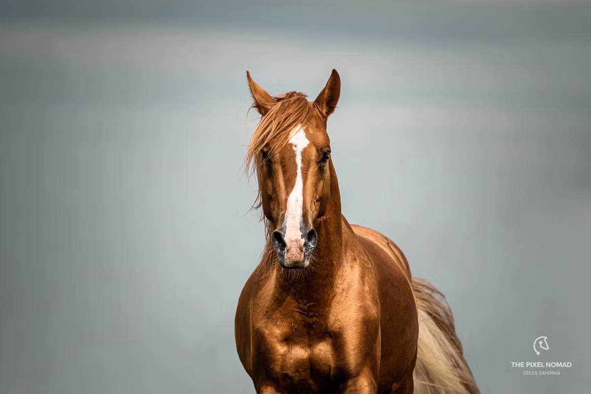 Đất nước Azerbaijan nổi tiếng với giống ngựa Karabakh. Đây là một trong những giống ngựa lâu đời ở Azerbaijan cũng như châu Á. Ảnh: thepixelnomad.com.