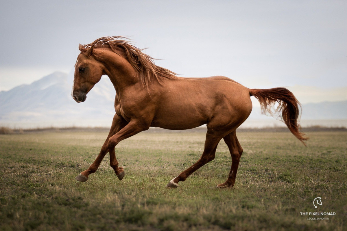 Ngựa Karabakh được đặt tên theo vùng đất nơi chúng được nuôi dưỡng. Mỗi con ngựa Karabakh sở hữu bộ lông màu hạt dẻ nâu sẫm, tính tình điềm đạm, khỏe mạnh, dẻo dai. Đặc biệt, chúng nổi bật về sức bền và tốc độ. Ảnh: thepixelnomad.com.