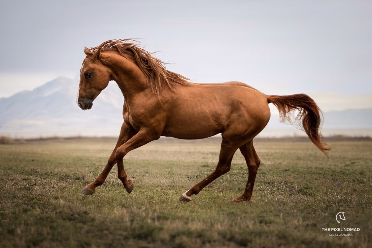 Ngựa Karabakh được đặt tên theo vùng đất nơi chúng được nuôi dưỡng. Mỗi con ngựa Karabakh sở hữu bộ lông màu hạt dẻ nâu sẫm, tính tình điềm đạm, khỏe mạnh, dẻo dai. Đặc biệt, chúng nổi bật về sức bền và tốc độ. Ảnh: thepixelnomad.com.