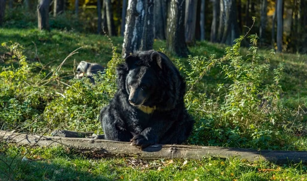 Loài gấu ngựa nằm trong Sách đỏ Thế giới (IUCN), là loài dễ bị tổn thương trong số các động vật đang bị đe dọa. Đây là loài động vật quý hiếm, đứng trước nguy cơ bị tuyệt chủng. Ảnh: bearbiology.org.