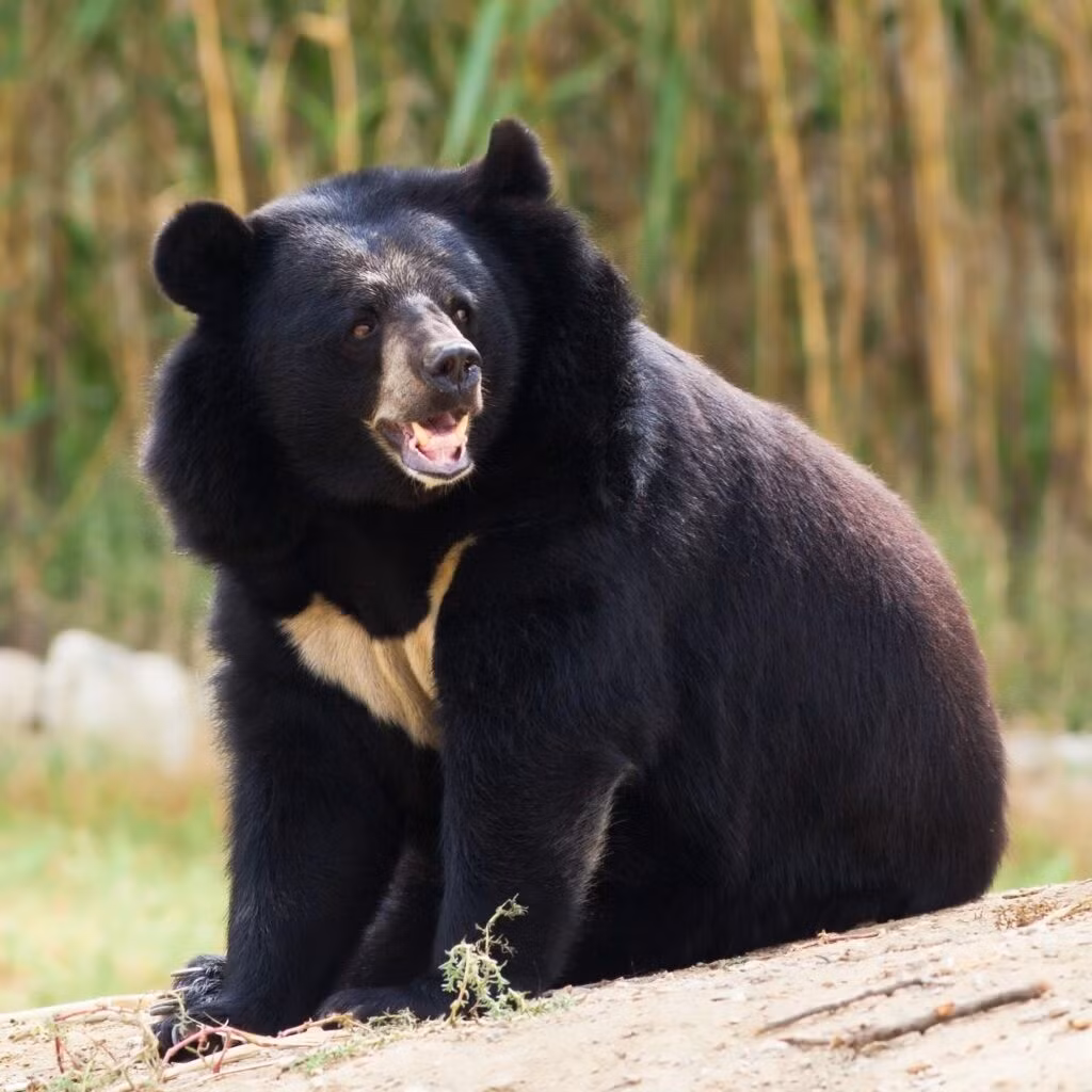 Là loài thú lớn, khi trưởng thành, mỗi cá thể gấu ngựa nặng 80 - 180 kg. Chúng có đặc điểm: thân béo, tai tròn, chân trước, chân sau có 5 ngón, đi bằng bàn chân sau. Ảnh: bearbiology.org.