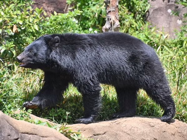 Bộ lông gấu ngựa màu đen tuyền, lông hai bên cổ dài tạo thành bờm, ngực có yếm hình chữ V, đuôi ngắn, không thò ra khỏi bộ lông. Ảnh: zooinstitutes.com.