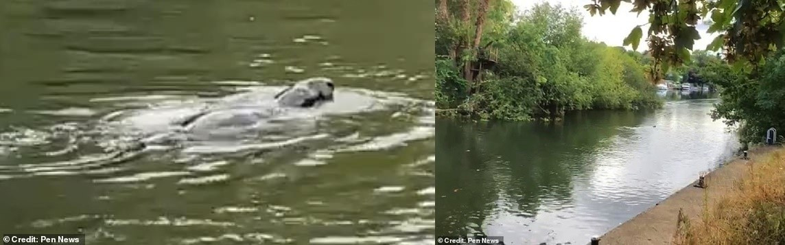 View - Đi dạo vô tình phát hiện sinh vật bí ẩn ở sông Thames | Báo Tri thức và Cuộc sống - TIN TỨC PHỔ BIẾN KIẾN THỨC 24H