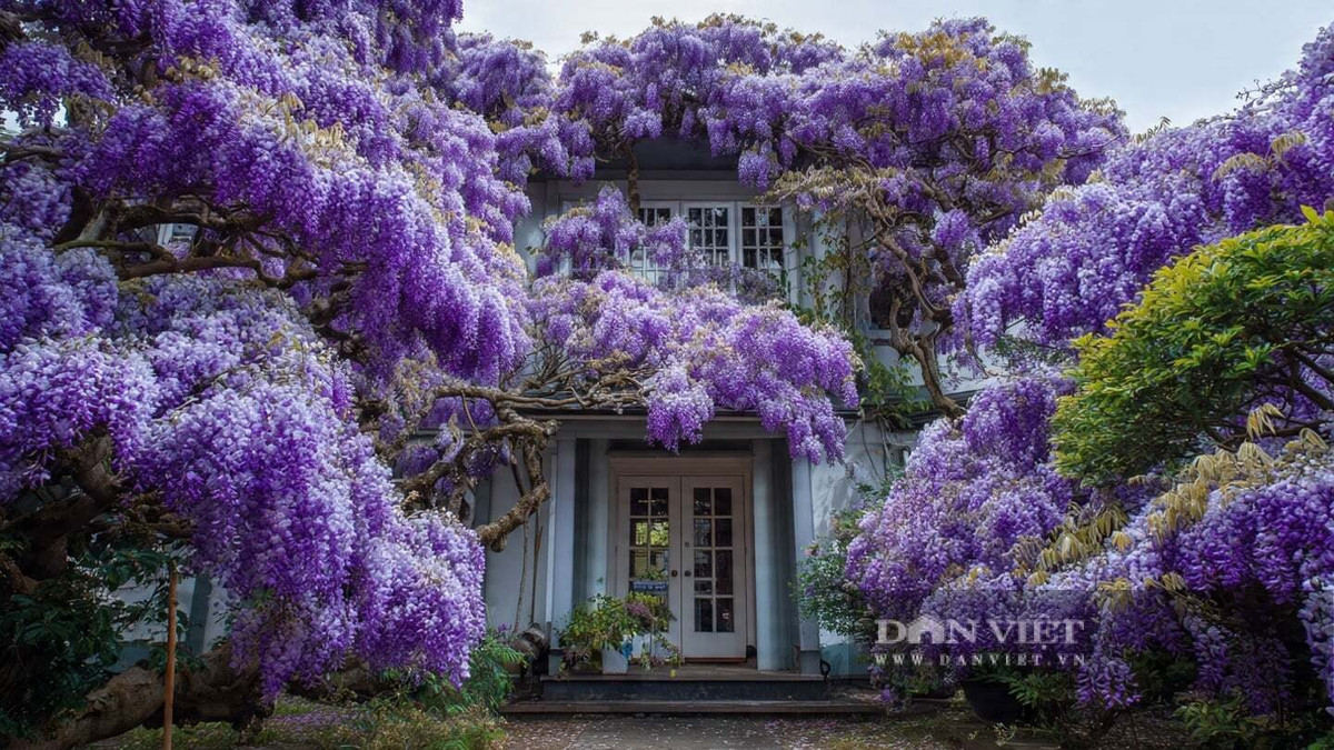 Là loài dây leo có giá trị trang trí cao, tử đằng tạo nên những vòm hoa tím mộng mơ. Từng chùm hoa buông dài, mềm mại như những dải lụa, khiến ban công hay sân vườn đều trở nên nên thơ.