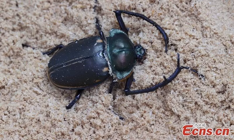 Thuộc họ Scarabaeidae, bọ cánh cứng tay dài ăn gỗ mục. Chúng đóng vai trò là loài phân hủy có giá trị sinh thái đáng kể. Bọ cánh cứng tay dài Cheirotonus jansoni được liệt kê là loài nguy cấp (EN) trong Sách đỏ IUCN về các loài bị đe dọa. Ảnh: China News Service/Wei Yongqing.
