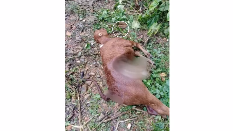 Trước đó, một số người dân phản ánh xuất hiện tình trạng gia súc bị tấn công khi chăn thả tự do trong khu vực rừng tại xã Núa Ngam, Điện Biên. Từ những dấu vết để lại, sinh vật tấn công gia súc của người dân có thể là chó rừng hoặc sói đỏ. Ảnh: Xã Núa Ngam cung cấp.