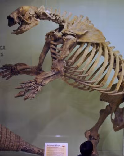 Vết thương này mang đặc điểm giống vũ khí của con người thời tiền sử gây ra. Ảnh: Chensiyuan / CC BY-SA 4.0.