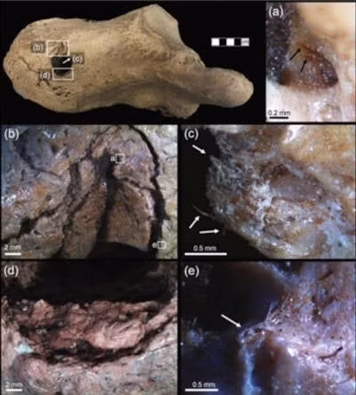 Hóa thạch loài lười đất khổng lồ đã tuyệt chủng là phần xương gót chân có niên đại khoảng 33.000 tuổi. Trên phần xương này có một vết lõm tròn rõ ràng, đường kính khoảng 21 mm và sâu gần 41 mm. Ảnh: R.A. Fariña et al., Swiss Journal of Palaeontology (2025).