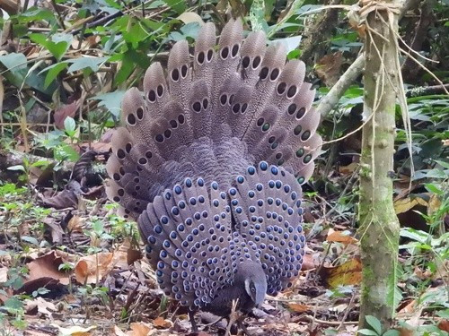 Thức ăn của gà tiền mặt vàng gồm các loại hạt, mối, trái cây và các loài không xương sống. Ảnh: Ingkayut Sa-ar.