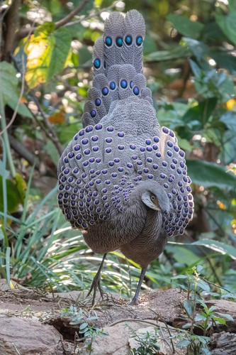 Trong khi đó, gà cái tiền mặt vàng có kích thước nhỏ hơn so với con đực, lông xỉn hơn. Chúng có da mặt màu hồng thịt, mào màu trắng. Các sao trên cánh có kích thước nhỏ và đen hơn, ánh sao không rõ bằng con đực. Trên các lông đuôi ngắn nhất không có sao. Ảnh: koritori.