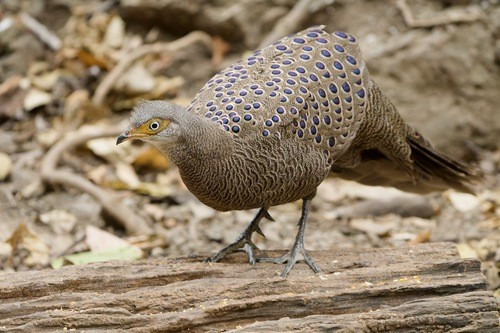 Theo Sách đỏ Việt Nam năm 2007, loài gà tiền mặt vàng thuộc họ Trĩ Phasianidae, bộ Gà Galliformes. Ảnh: Sam Hambly.