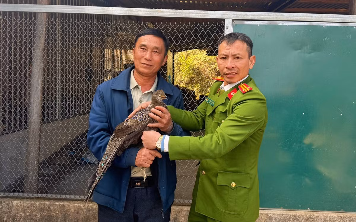 Vào ngày 13/1, UBND xã Na Ngoi (Nghệ An) cho biết, một người dân vừa tự nguyện giao nộp cá thể gà tiền mặt vàng quý hiếm cho công an xã. Ảnh: Tiền phong.