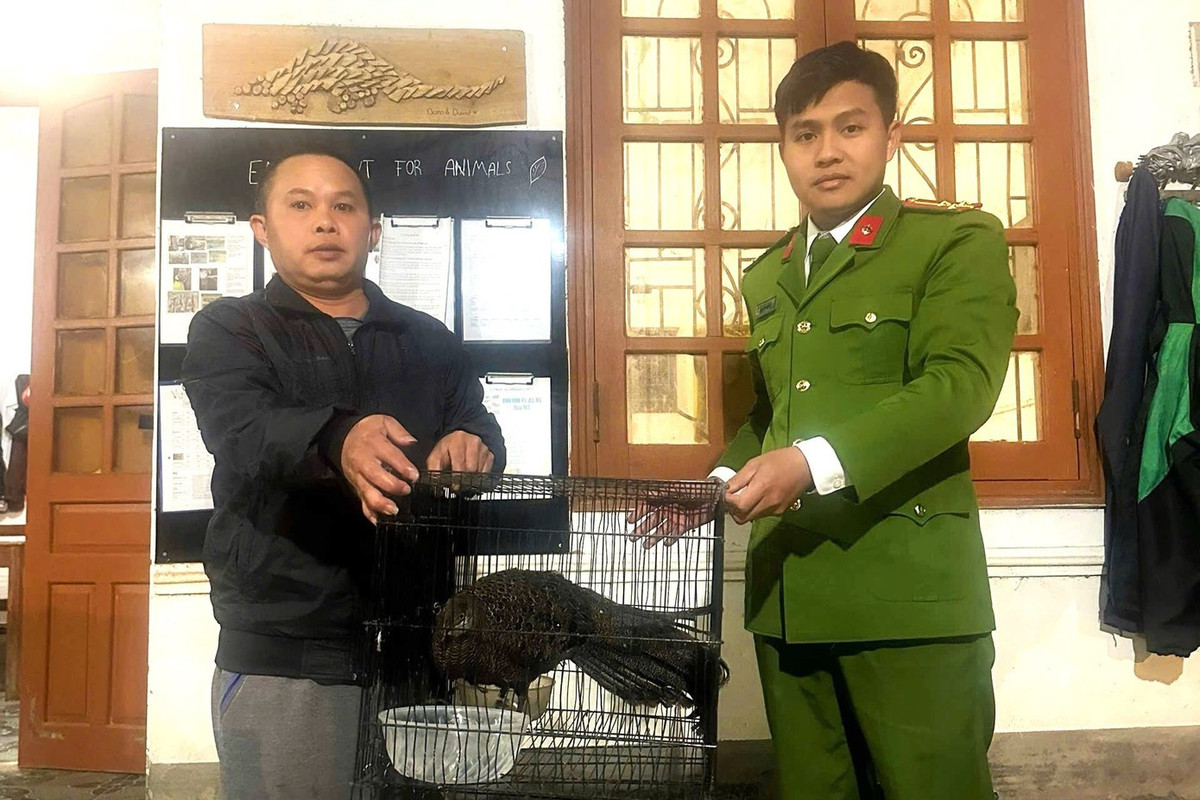 Sau khi tiếp nhận, Công an xã Na Ngoi đã phối hợp với lực lượng Kiểm lâm Vườn quốc gia Pù Mát, tiến hành bàn giao cá thể gà tiền mặt vàng cho Vườn quốc gia Pù Mát để chăm sóc, quản lý và bảo tồn theo đúng quy định của pháp luật. Ảnh: Tiền phong.