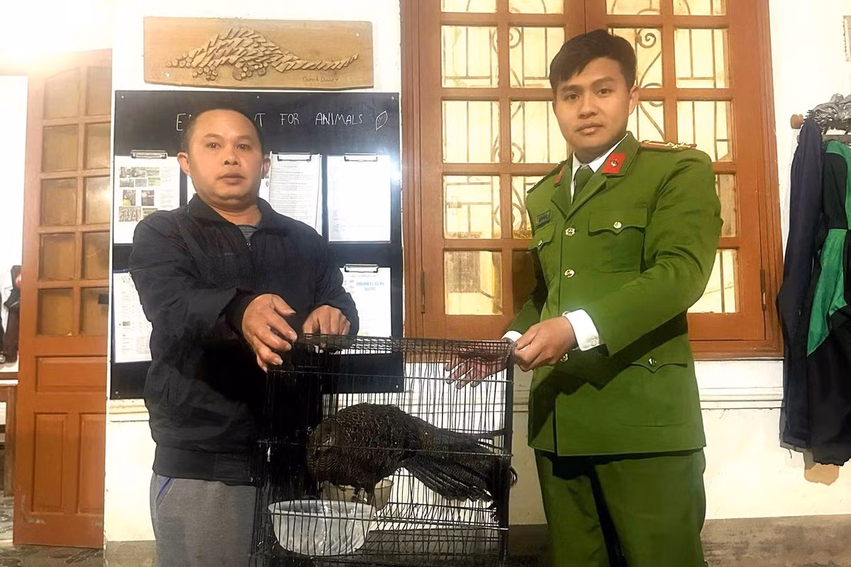 Sau khi tiếp nhận, Công an xã Na Ngoi đã phối hợp với lực lượng Kiểm lâm Vườn quốc gia Pù Mát, tiến hành bàn giao cá thể gà tiền mặt vàng cho Vườn quốc gia Pù Mát để chăm sóc, quản lý và bảo tồn theo đúng quy định của pháp luật. Ảnh: Tiền phong.