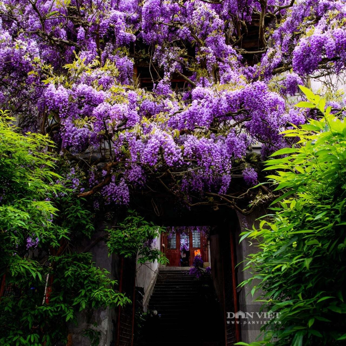 4. Tử Đằng: Tử đằng gây ấn tượng với những chùm hoa tím rủ mềm như suối, hương thơm quyến rũ và sức sống bền bỉ qua nhiều năm.