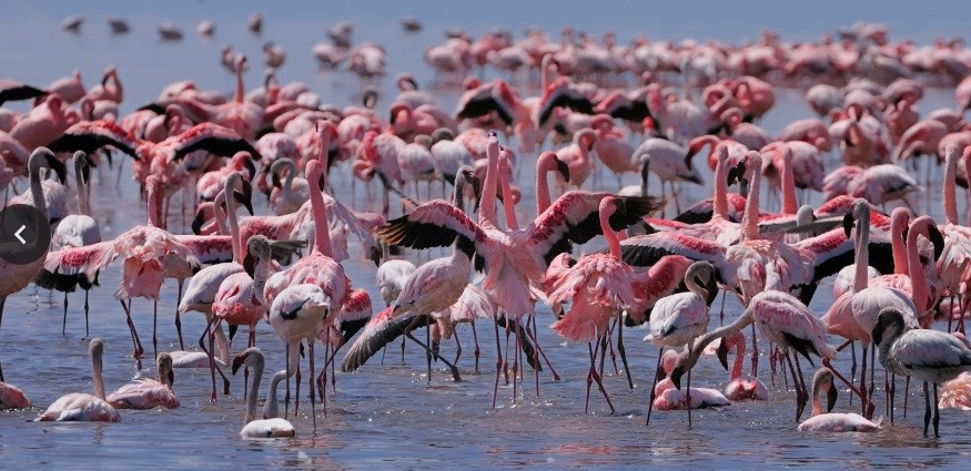 View - Điều gì tạo nên sắc hồng của chim hồng hạc? | Báo Tri thức và Cuộc sống - TIN TỨC PHỔ BIẾN KIẾN THỨC 24H