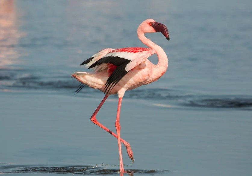 View - Điều gì tạo nên sắc hồng của chim hồng hạc? | Báo Tri thức và Cuộc sống - TIN TỨC PHỔ BIẾN KIẾN THỨC 24H