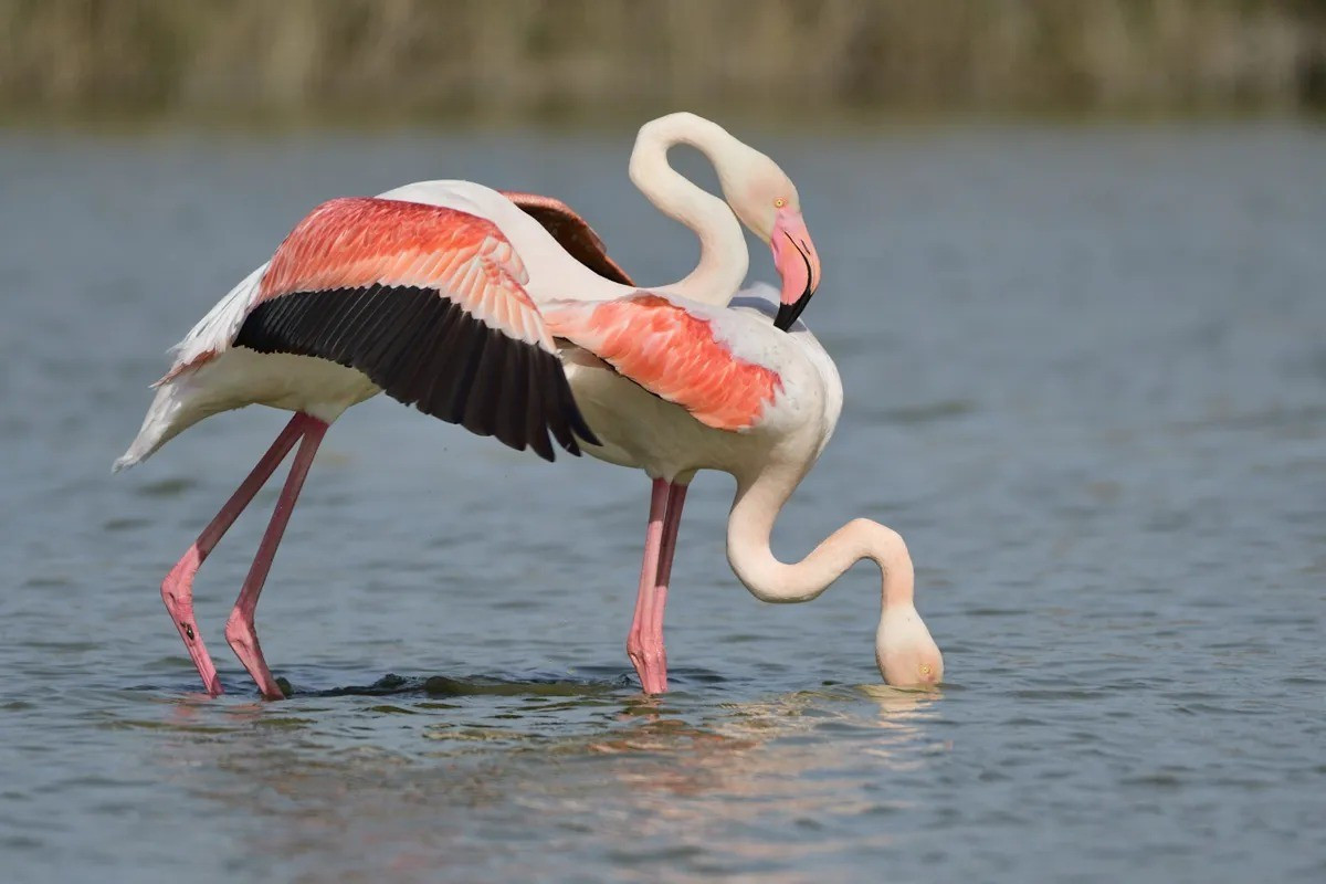 View - Điều gì tạo nên sắc hồng của chim hồng hạc? | Báo Tri thức và Cuộc sống - TIN TỨC PHỔ BIẾN KIẾN THỨC 24H