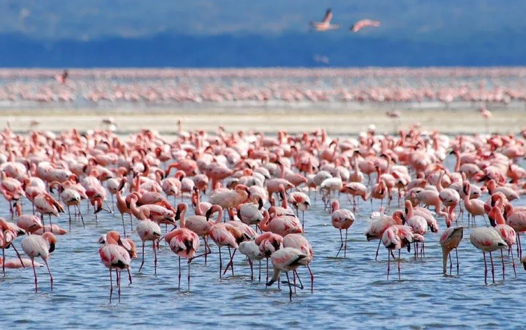 View - Điều gì tạo nên sắc hồng của chim hồng hạc? | Báo Tri thức và Cuộc sống - TIN TỨC PHỔ BIẾN KIẾN THỨC 24H