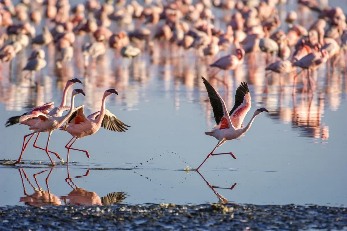 View - Điều gì tạo nên sắc hồng của chim hồng hạc? | Báo Tri thức và Cuộc sống - TIN TỨC PHỔ BIẾN KIẾN THỨC 24H