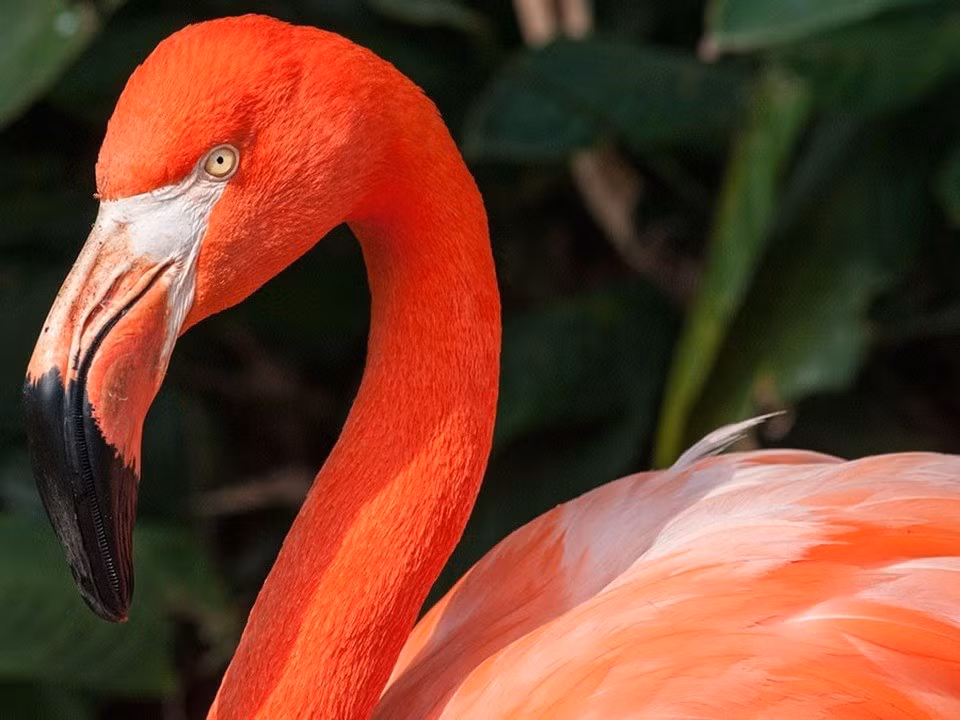 Nhiều người tò mò bộ lông màu hồng của chim hồng hạc. Theo các chuyên gia, màu hồng của hồng hạc không phải là đặc điểm di truyền. Trên thực tế, loài chim này khi sinh ra có bộ lông màu xám đục. Ảnh: Wilfredo Rodríguez (A Britannica Publishing Partner).