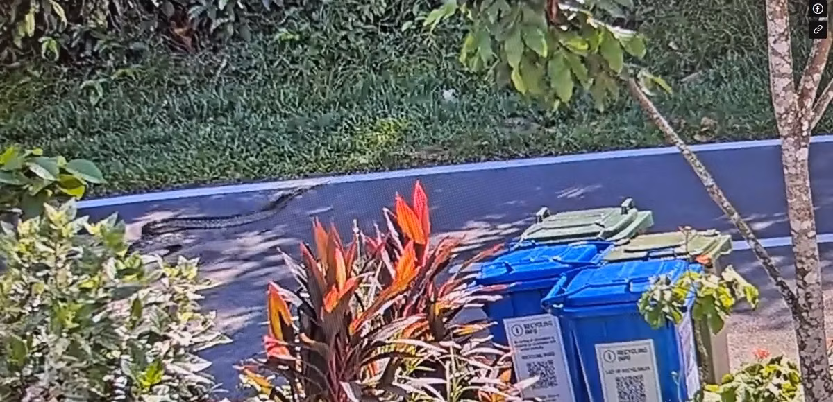 Con trăn gấm chui ra từ bụi cây cố gắng vùng vẫy nhằm thoát khỏi sự tấn công của con rắn hổ mang chúa có kích thước "khủng".