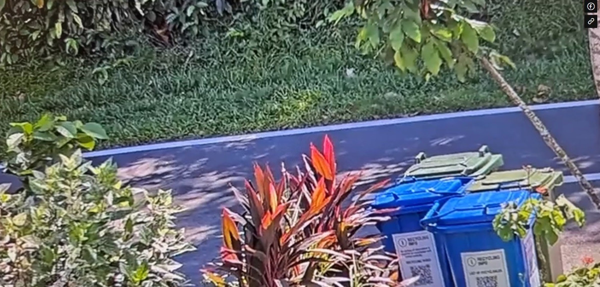 Một chủ nhà ở Old Upper Thomson, Singapore bàng hoàng khi nhìn thấy cảnh tượng đáng sợ khi xem lại camera giám sát trước nhà vào khoảng 3h40 chiều ngày 29/6. Người này phát hiện một con trăn gấm dài khoảng 2,5m và một con rắn hổ mang chúa Sunda dài 4m.