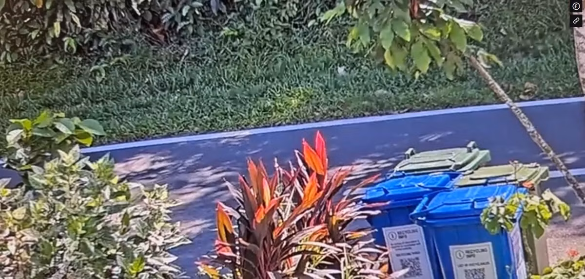 Một chủ nhà ở Old Upper Thomson, Singapore bàng hoàng khi nhìn thấy cảnh tượng đáng sợ khi xem lại camera giám sát trước nhà vào khoảng 3h40 chiều ngày 29/6. Người này phát hiện một con trăn gấm dài khoảng 2,5m và một con rắn hổ mang chúa Sunda dài 4m.